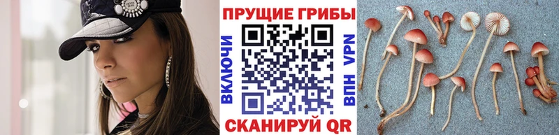 Галлюциногенные грибы прущие грибы  закладки  площадка клад  Новоржев 